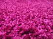 Orchidea Lila Shaggy Vastag Padlószőnyeg 4m széles